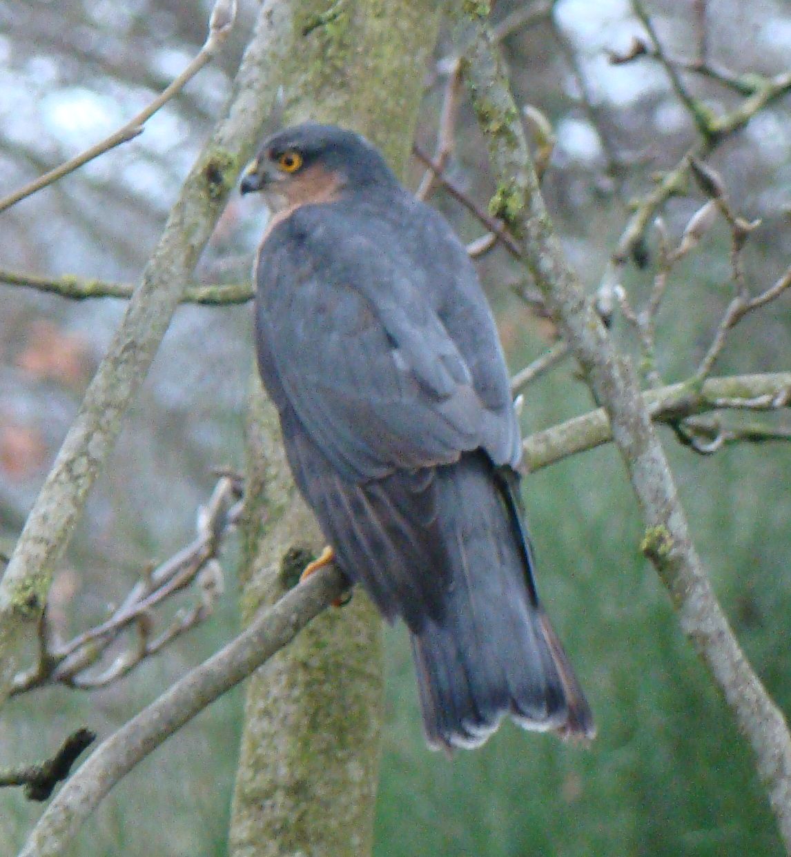 Roofvogel, maar welke